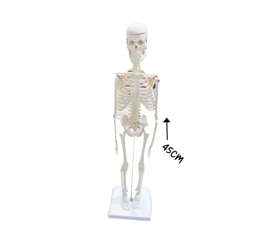 Alsafwa Skeleton, 45cm Body Length, Different Body Parts Training - White