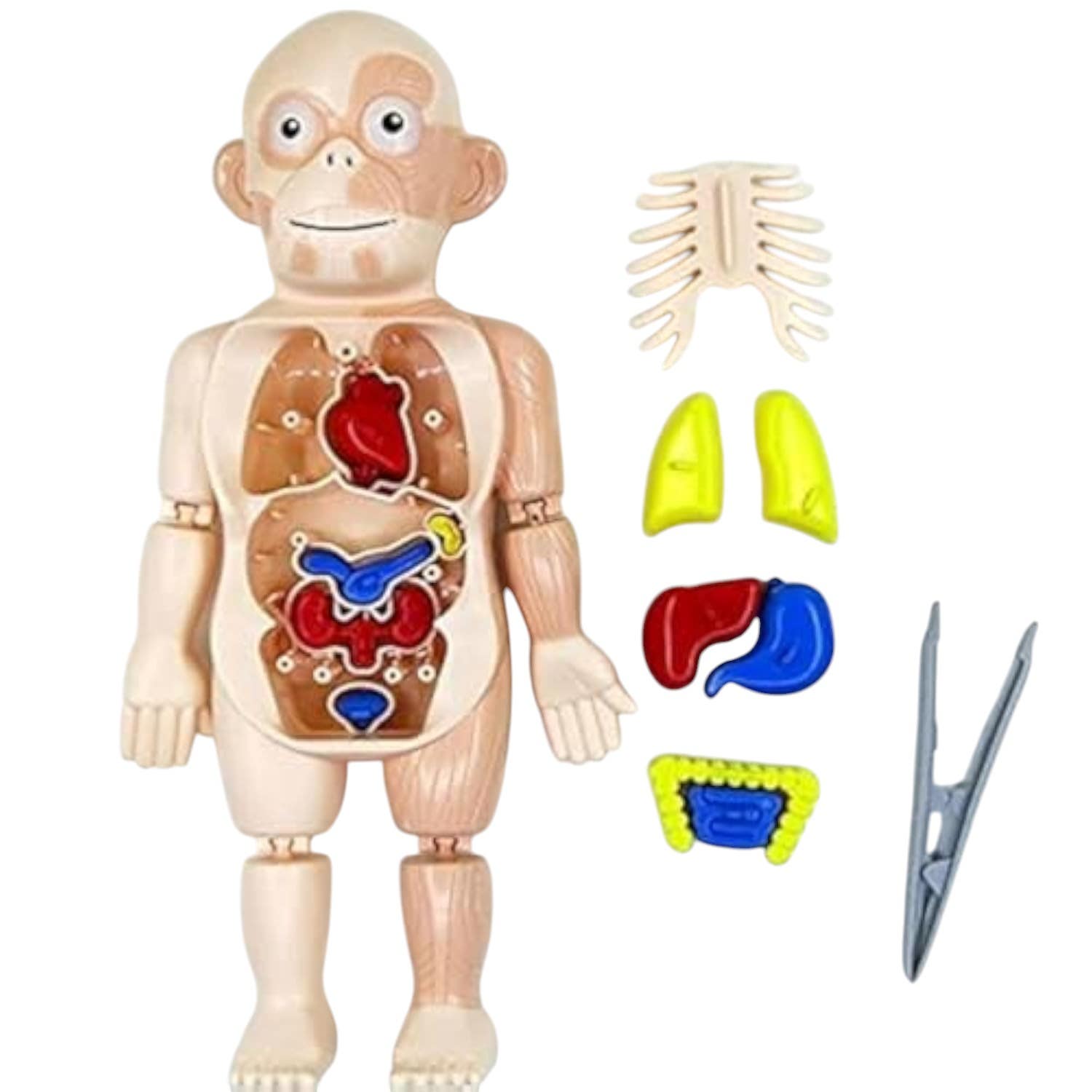 Body Human Model Toy - Beige