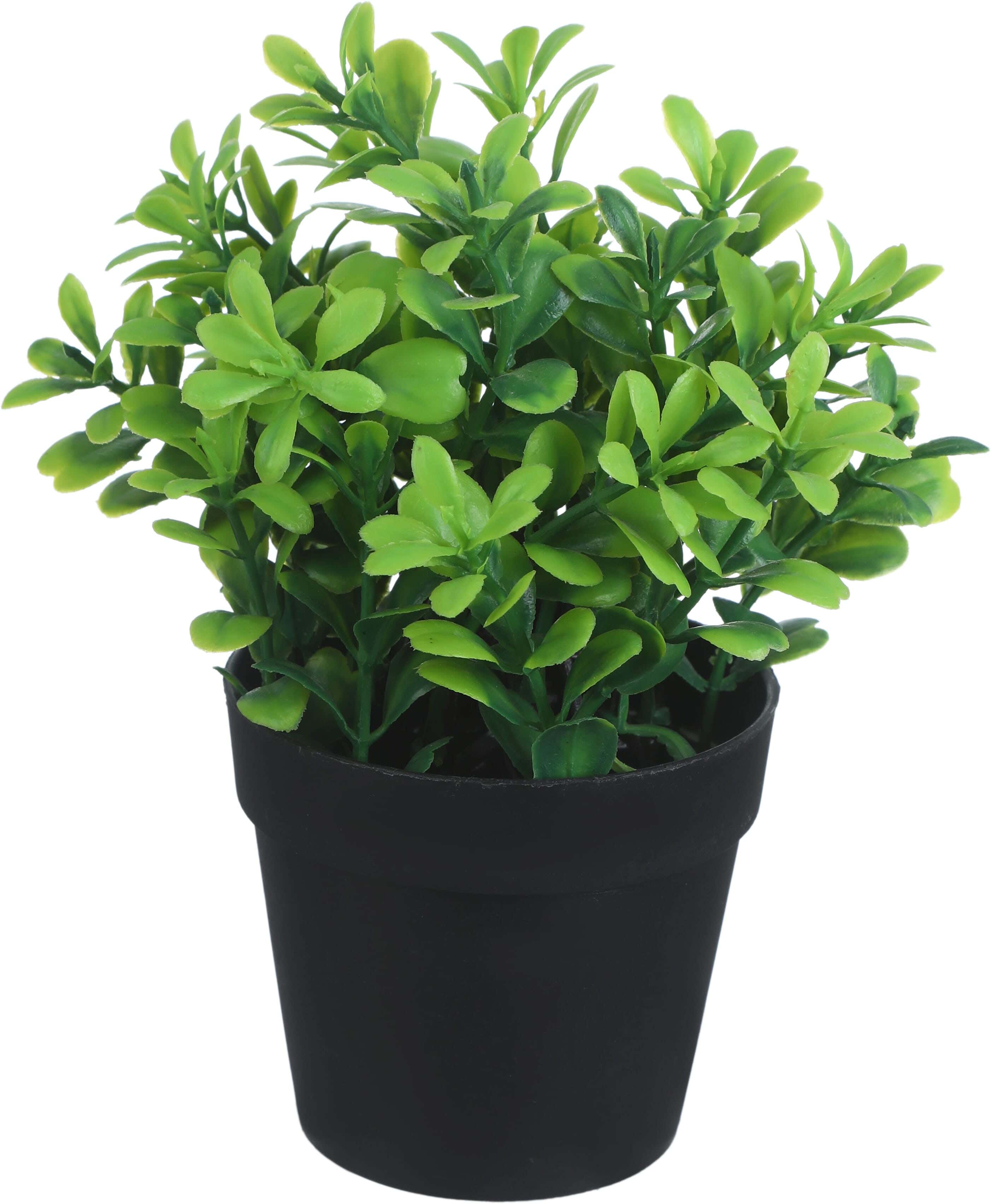 Round Plastic Vase, 7×8 Cm - Black Green