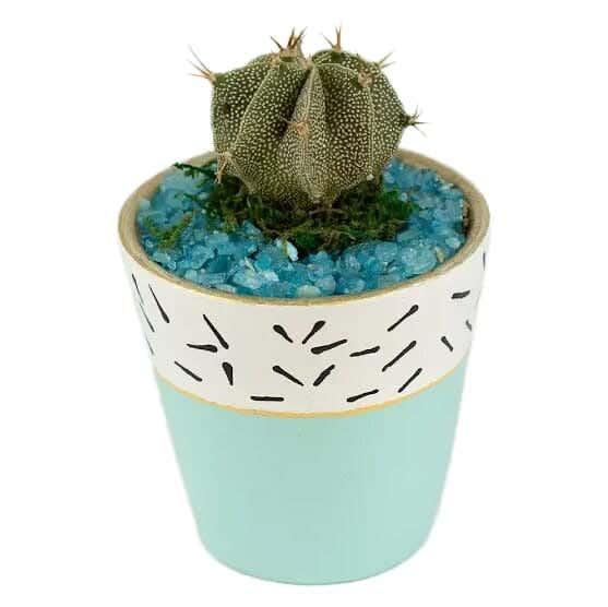 Pottery Natural Cactus Pot, 10×14 cm - Turquoise