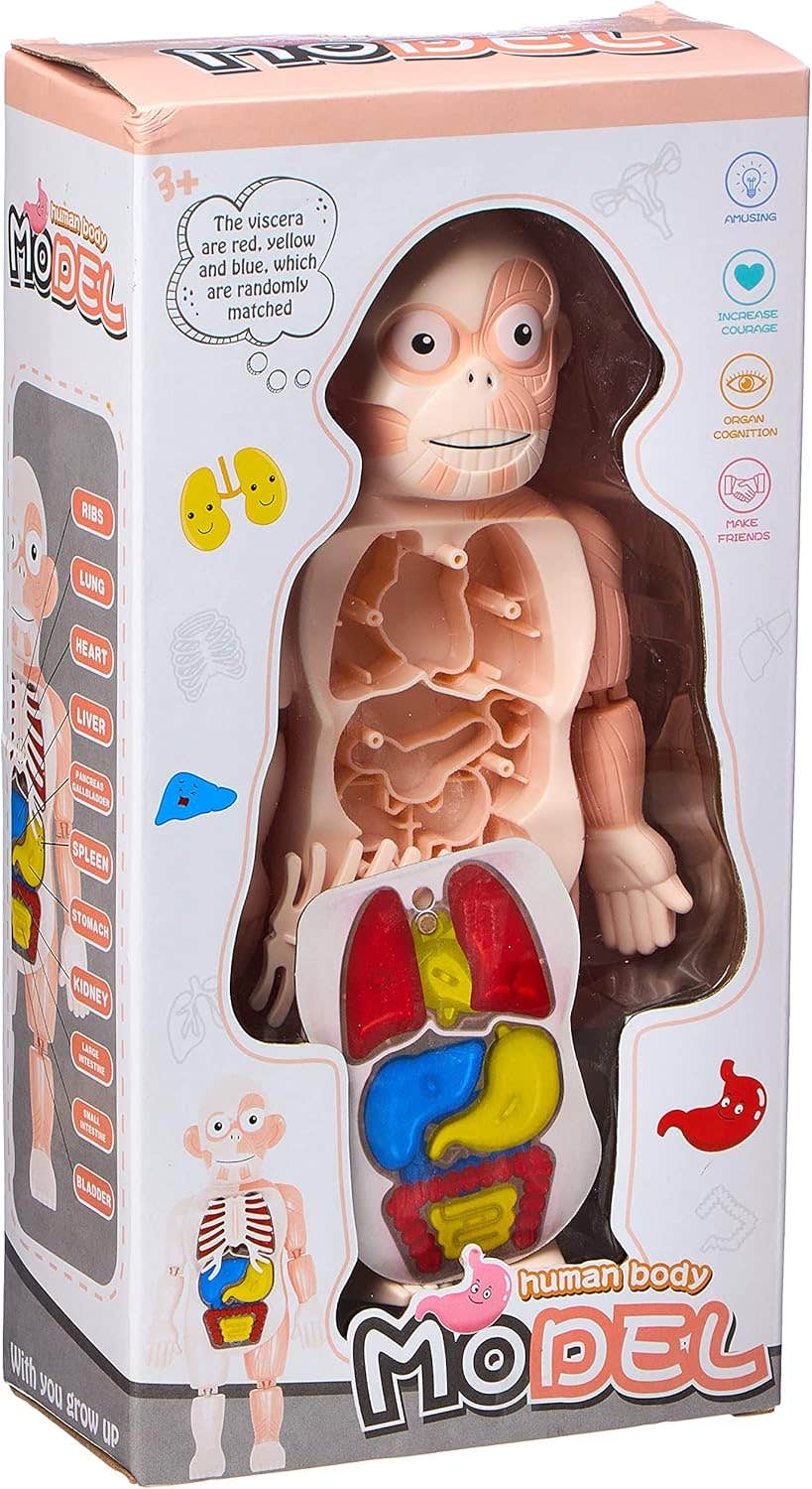 Human Body Model - Multicolor