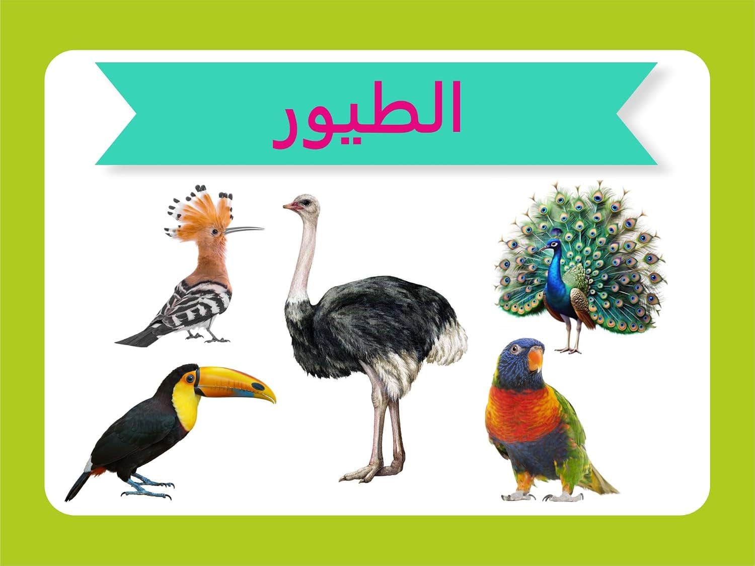Flash Cards Educational Card "Abird" Arabic Language Through 24 Of The Pictured Cards With Natural Pictures .Nw 192