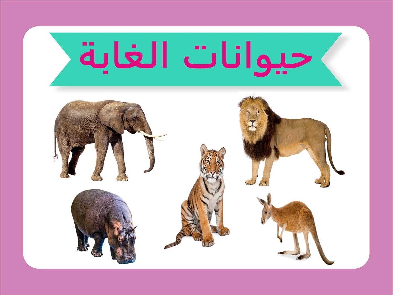 Flash Cards Educational Card "Jungle Animals" Arabic Language Through 16 Illustrated Cards .Nw 187