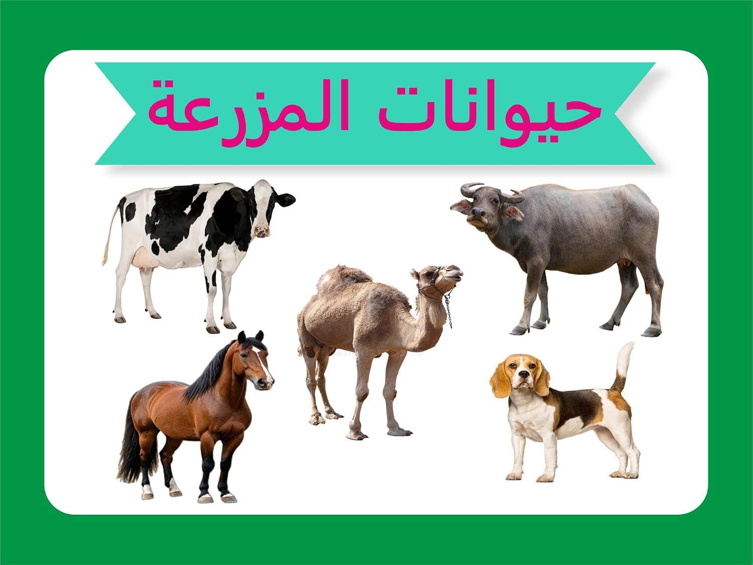 Flash Cards Educational Card "Farm Animals" Arabic Language Through 19 Illustrated Cards .Nw 188