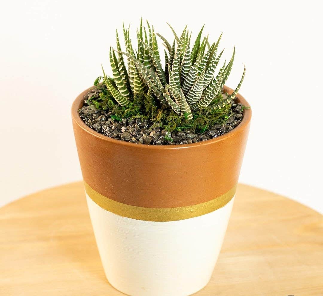 Zebra Plant Succulent in Decorative Terracotta Pot, White and Gold Colour Block Design, 10 cm