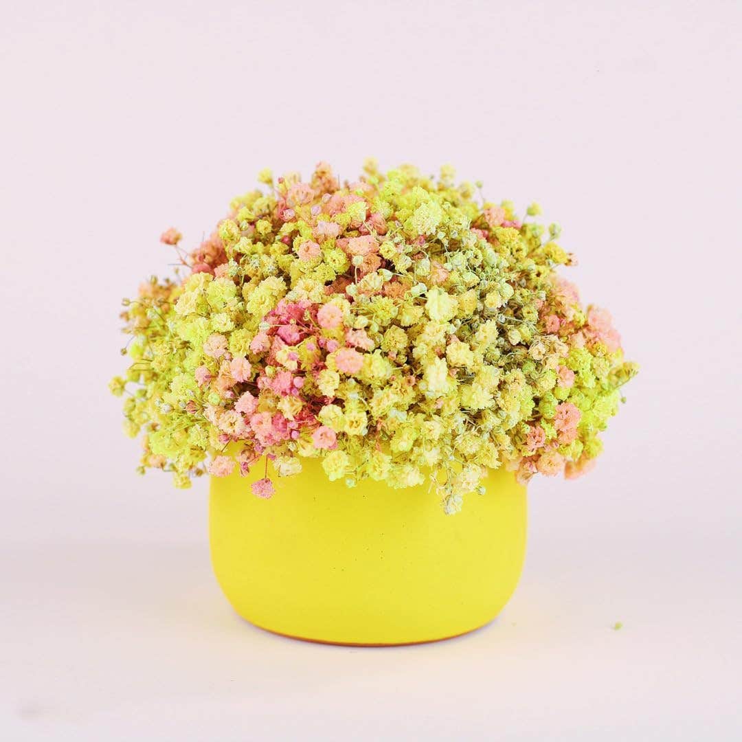 Funny Pot Dried Baby's Breath Arrangement in Yellow Ceramic Pot, Pink and Green Mixed Colours