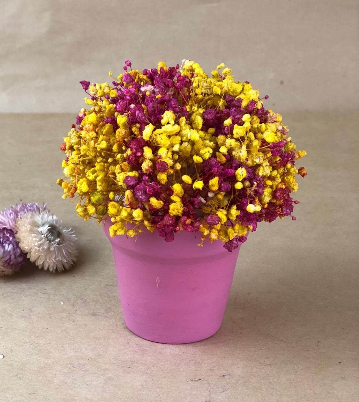 Dried Baby's Breath Flowers in Pink Pot, Yellow and Magenta, Decorative Floral Arrangement