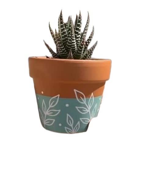 Terracotta Plant Pot with Succulent, Teal Leaf Pattern Design